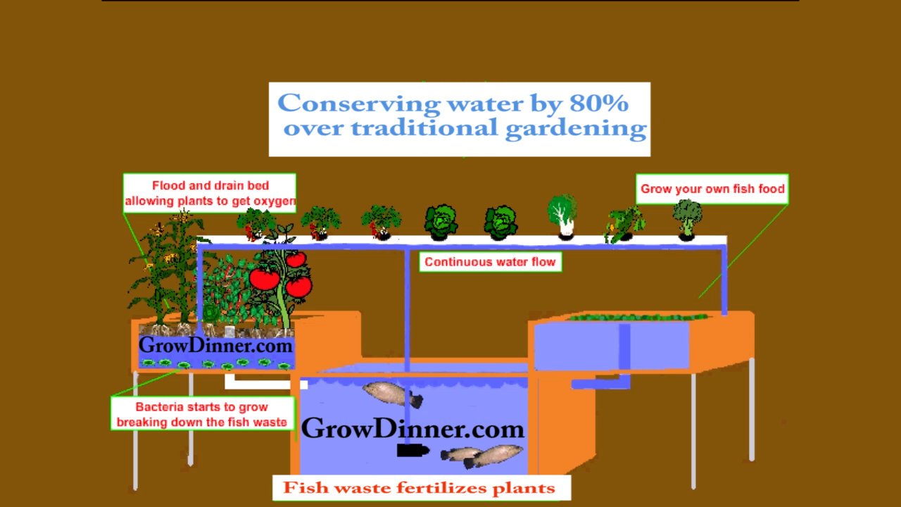 Help with Aquaponics