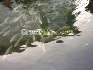 Watermark;fish